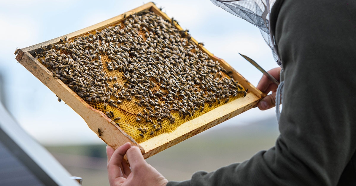 A tavaszi fagyok miatt padlón az idei akácszezon